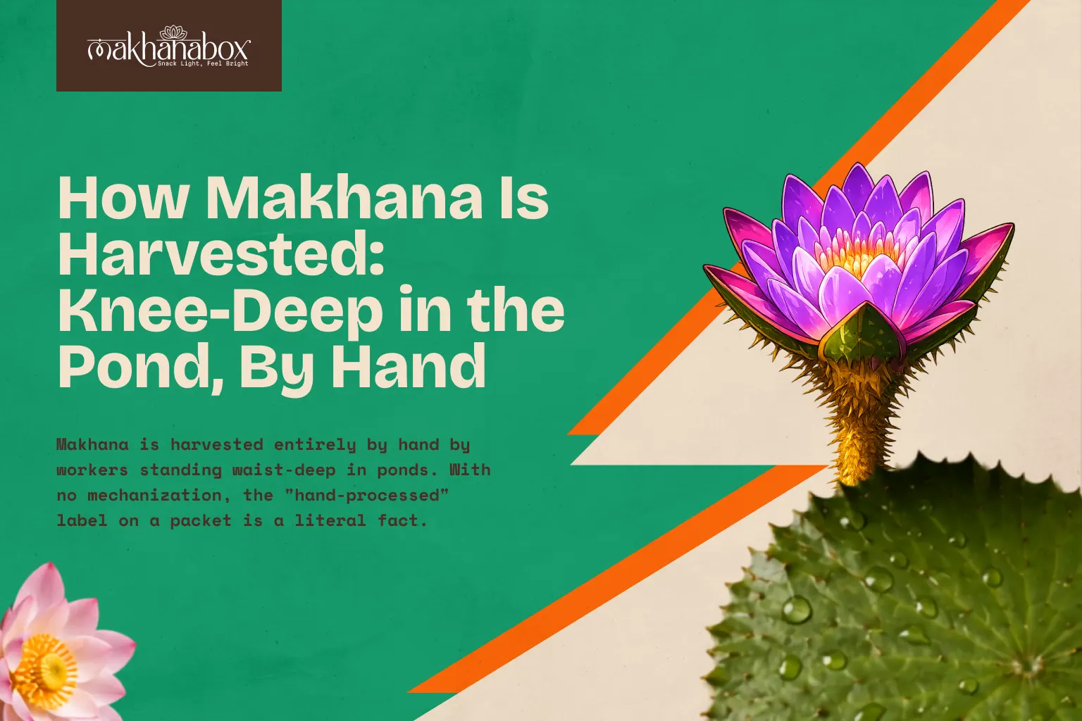 How Makhana Is Harvested: Knee-Deep in the Pond, By Hand