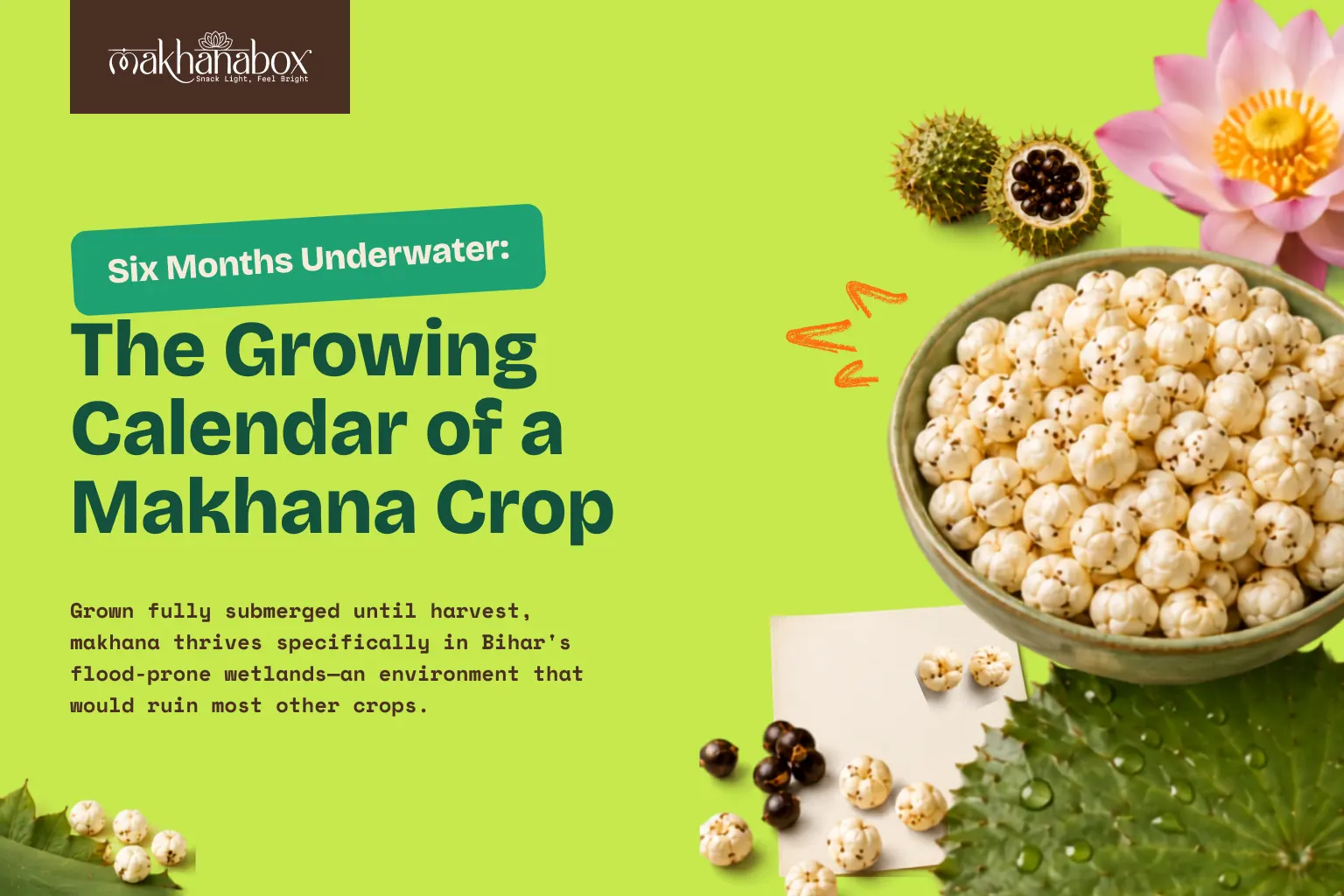 Six Months Underwater: The Growing Calendar of a Makhana Crop