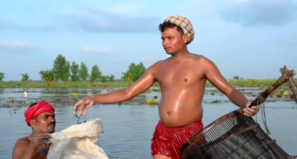 Workers hand-harvesting makhana (fox nut) seeds from a pond in Bihar