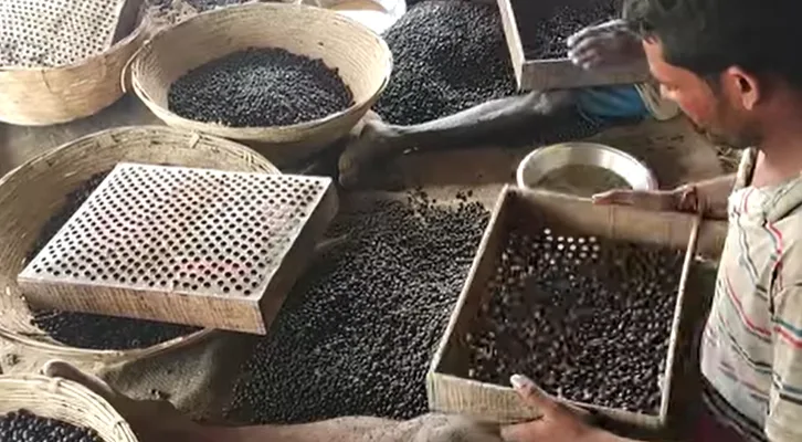 Raw makhana seeds sorted by suta size grade
