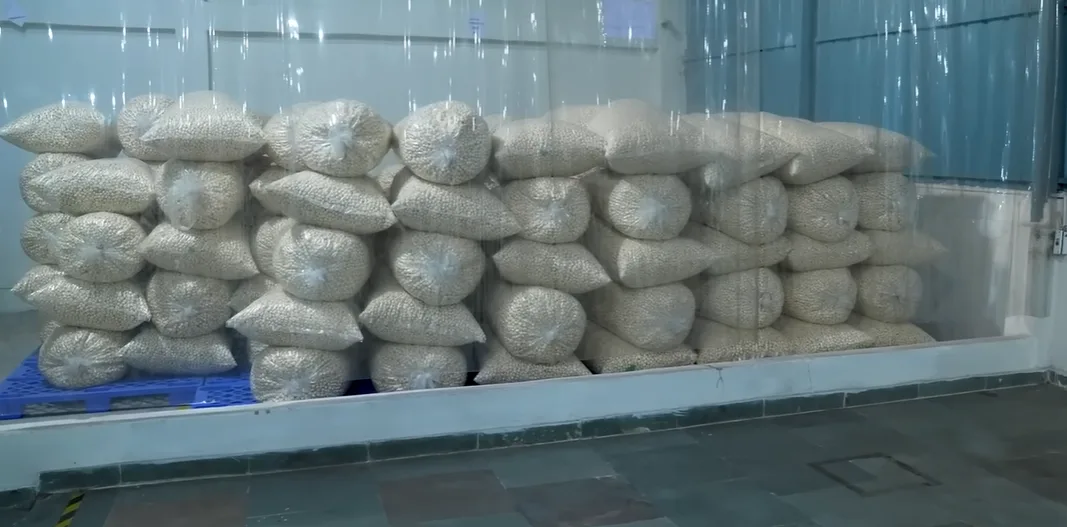 Raw makhana being weighed and sealed in pouches